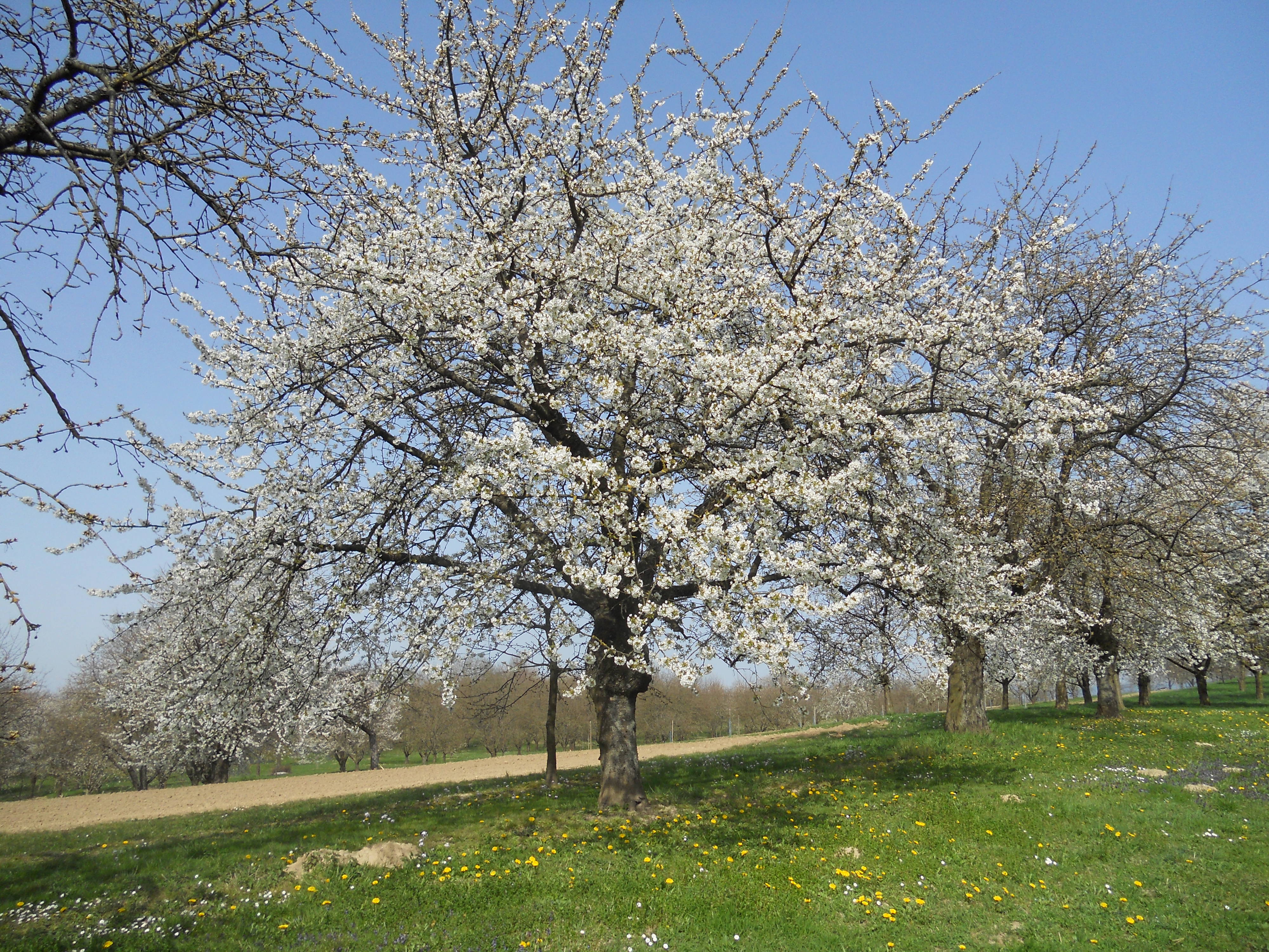 Unsere blühenden Kirschbäume im Frühling
